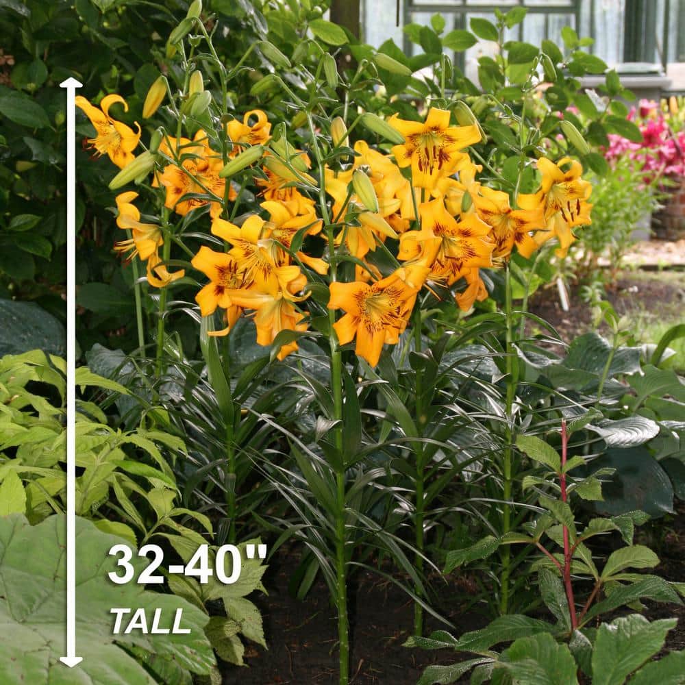  14/16 Cm, Asiatic Lily Yellow Bruse Flower Bulbs (Bag Of 10)