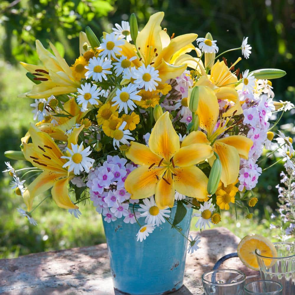  14/16 Cm, Asiatic Lily Yellow Bruse Flower Bulbs (Bag Of 30)