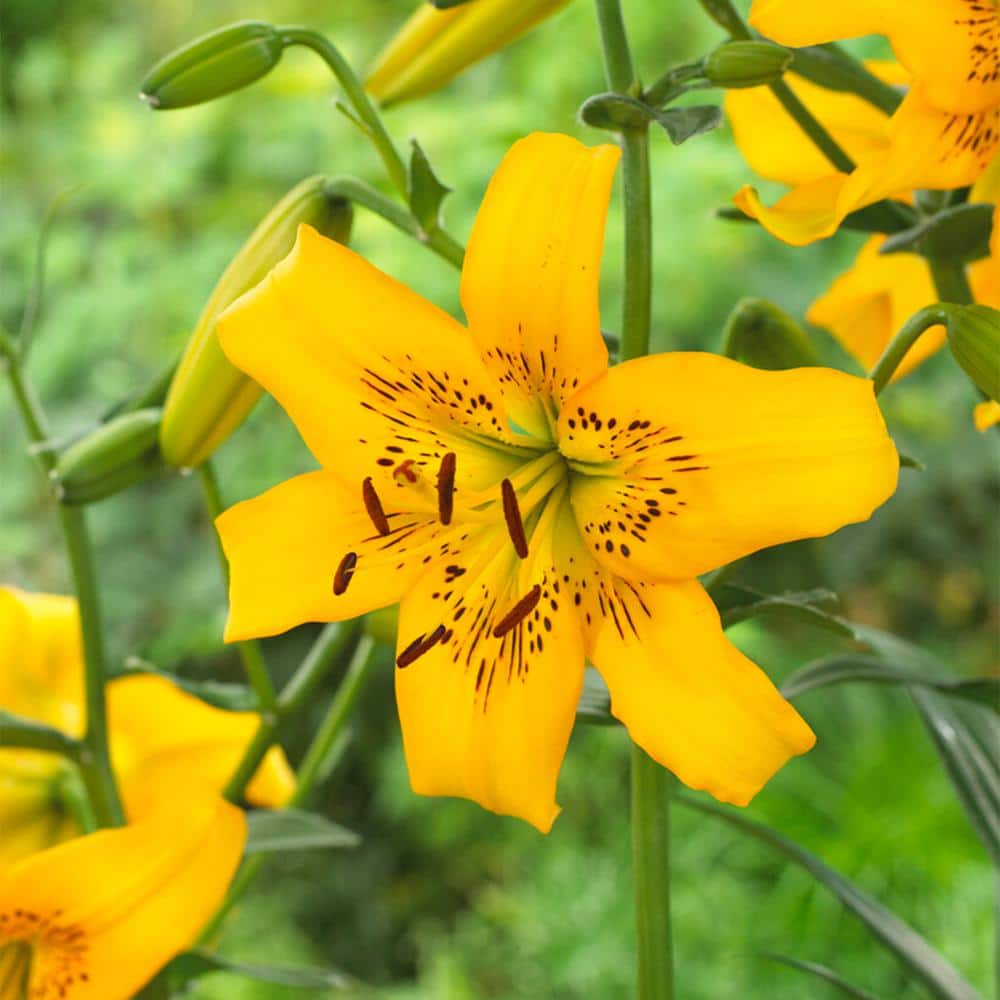  14/16 Cm, Asiatic Lily Yellow Bruse Flower Bulbs (Bag Of 30)