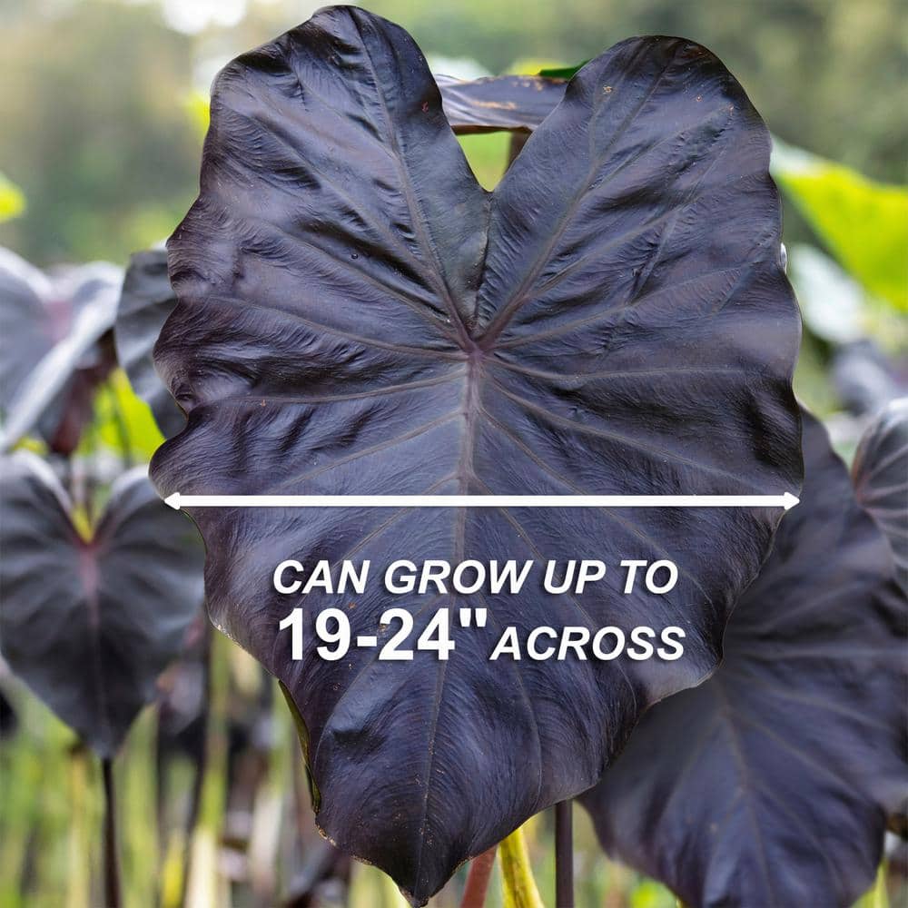  9/11 In., Diamond Head Elephant Ear Bulbs (Bag Of 1)