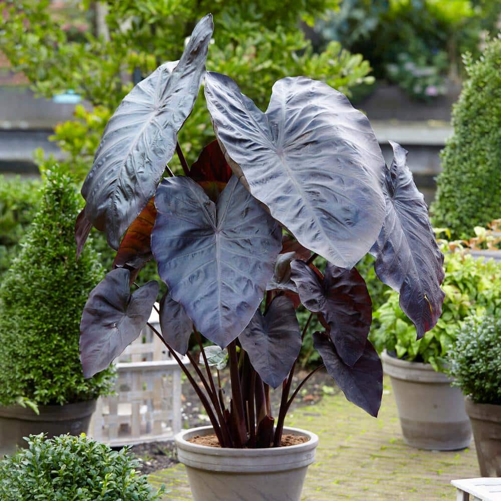  9/11 In., Diamond Head Elephant Ear Bulbs (Bag Of 1)