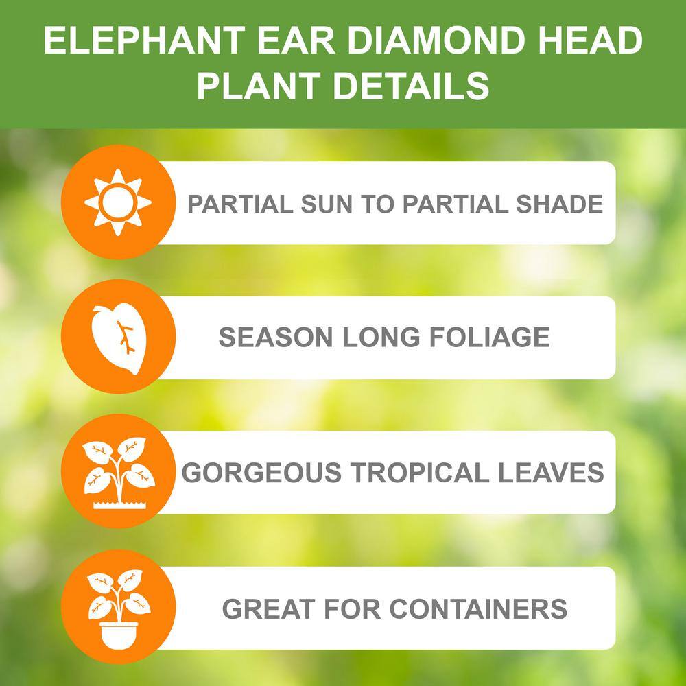  9/11 In., Diamond Head Elephant Ear Bulbs (Bag Of 1)