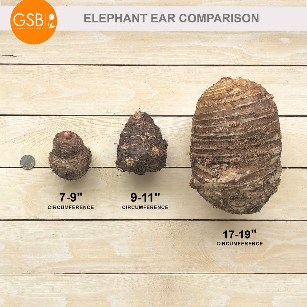  9/11 In., Diamond Head Elephant Ear Bulbs (Bag Of 1)