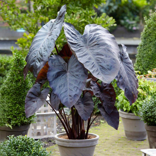  9/11 In., Diamond Head Elephant Ear Bulbs (Bag Of 5)
