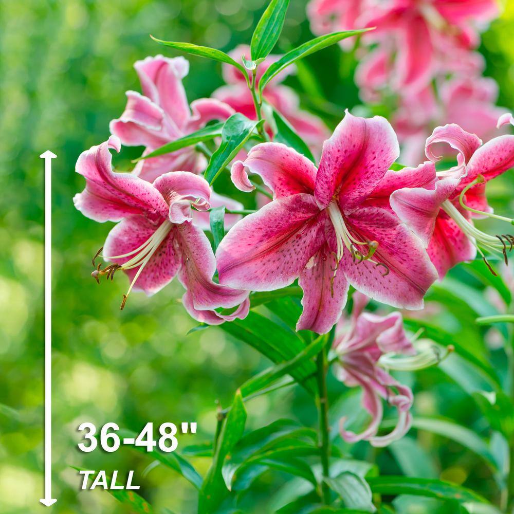  16 Cm/18 Cm, Stargazer Oriental Lily Flower Bulbs (Bag Of 10)