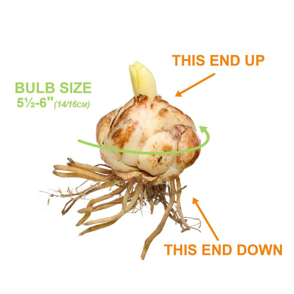  14/16 Cm, Splendens Tiger Lily Flower Bulbs (Bag Of 20)