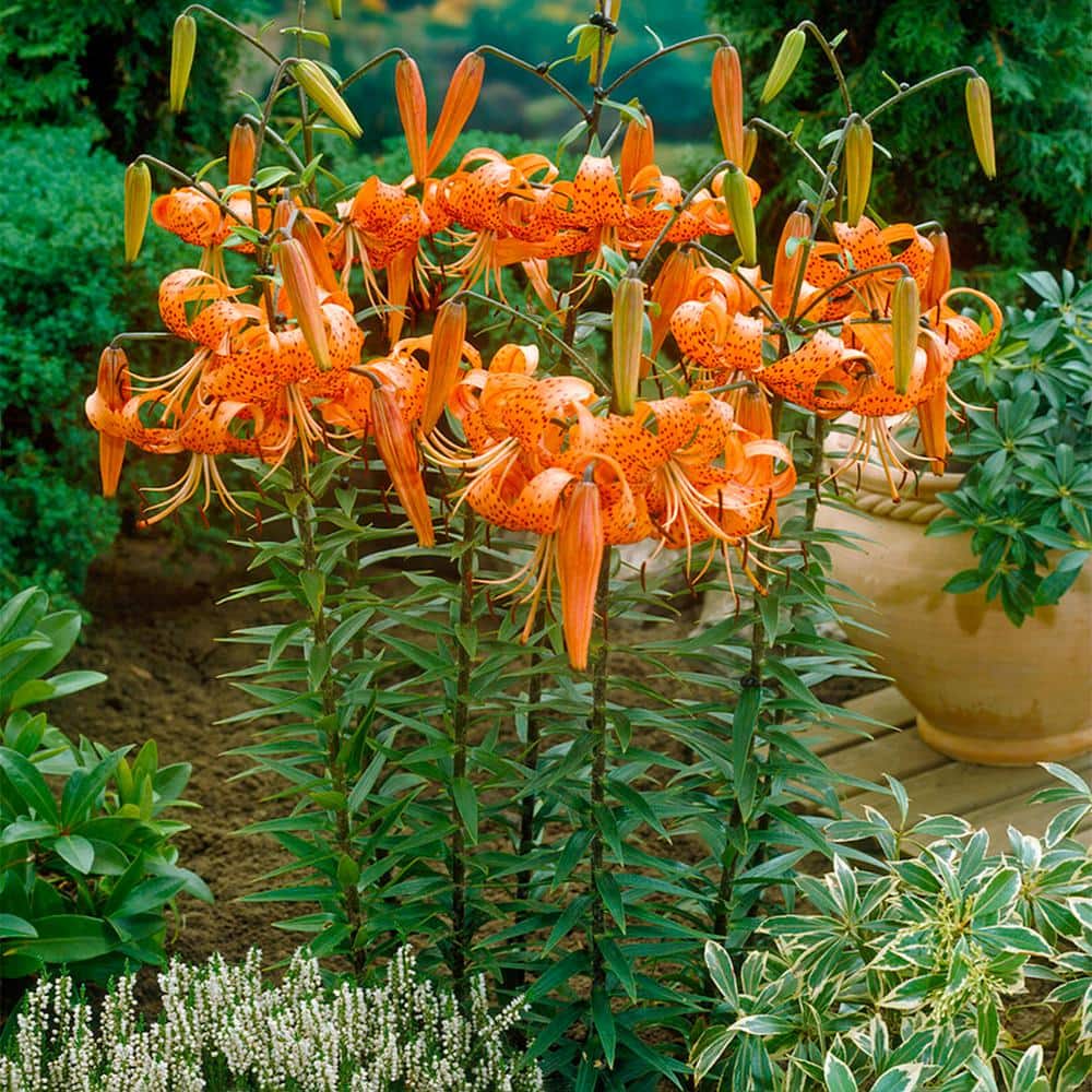  14/16 Cm, Splendens Tiger Lily Flower Bulbs (Bag Of 30)