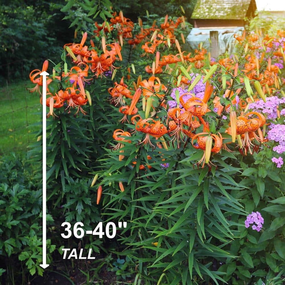  14/16 Cm, Splendens Tiger Lily Flower Bulbs (Bag Of 30)