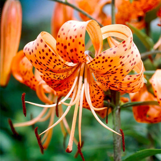  14/16 Cm, Splendens Tiger Lily Flower Bulbs (Bag Of 30)