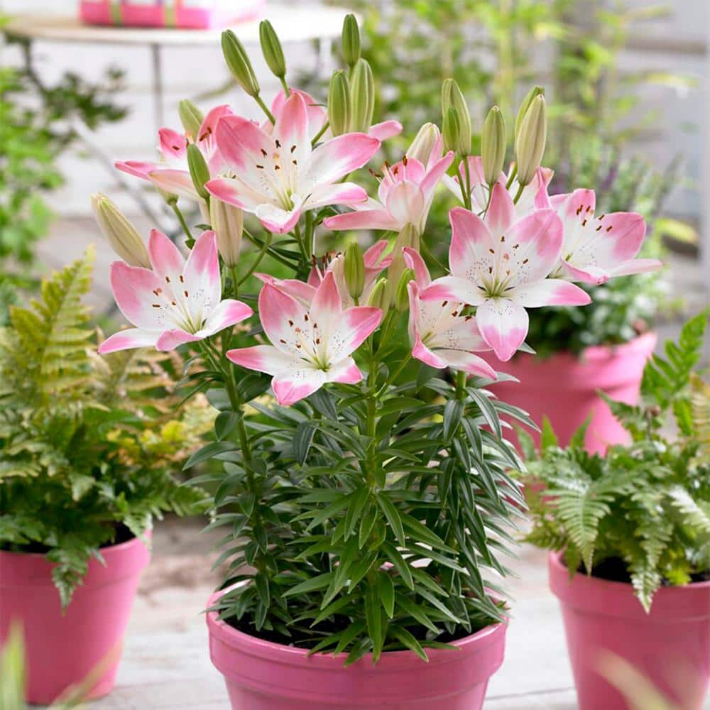  14/16 Cm, Sugar Love Asiatic Lily Flower Bulbs (Bag Of 20)
