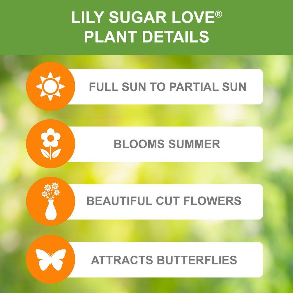  14/16 Cm, Sugar Love Asiatic Lily Flower Bulbs (Bag Of 20)