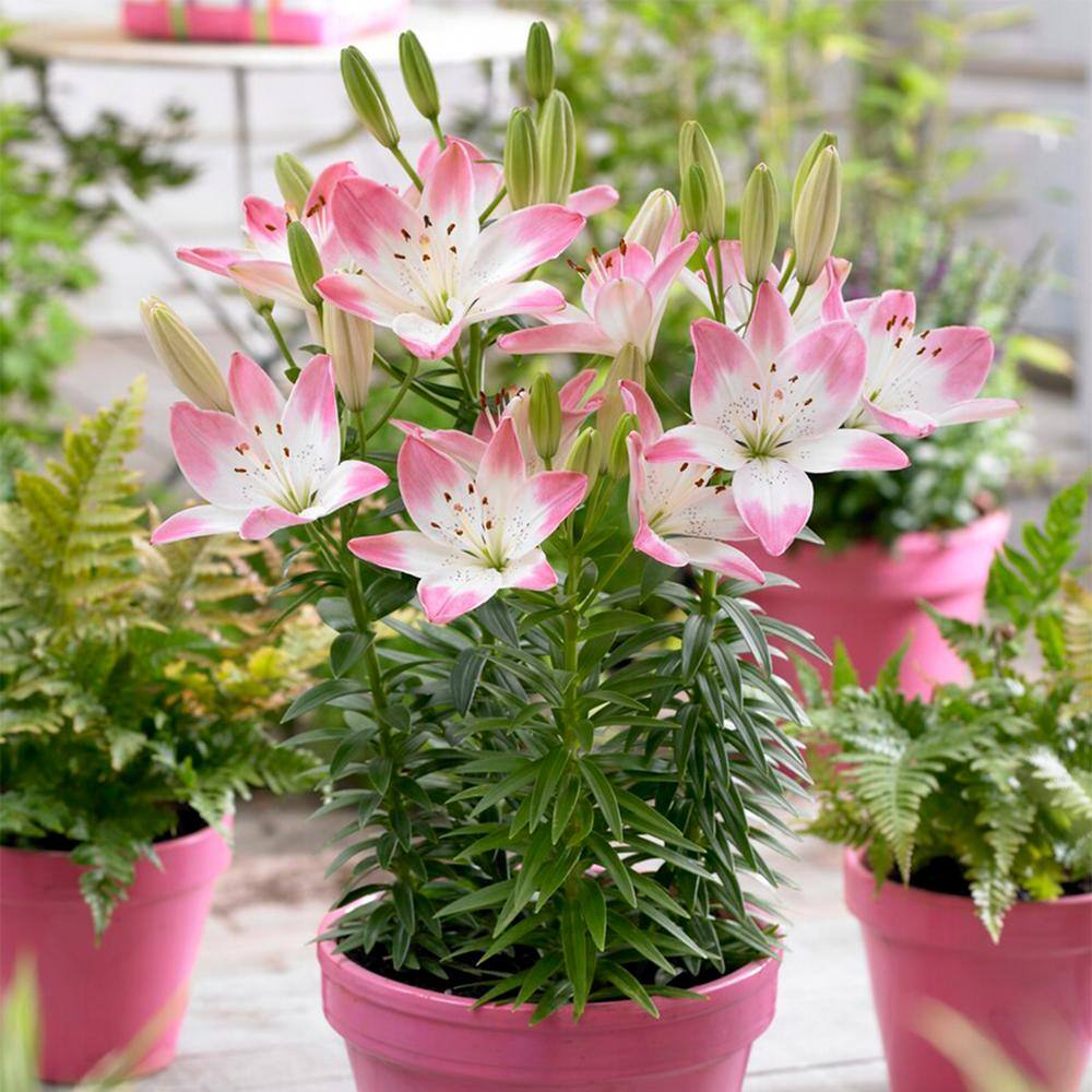  14/16 Cm, Sugar Love Asiatic Lily Flower Bulbs (Bag Of 30)
