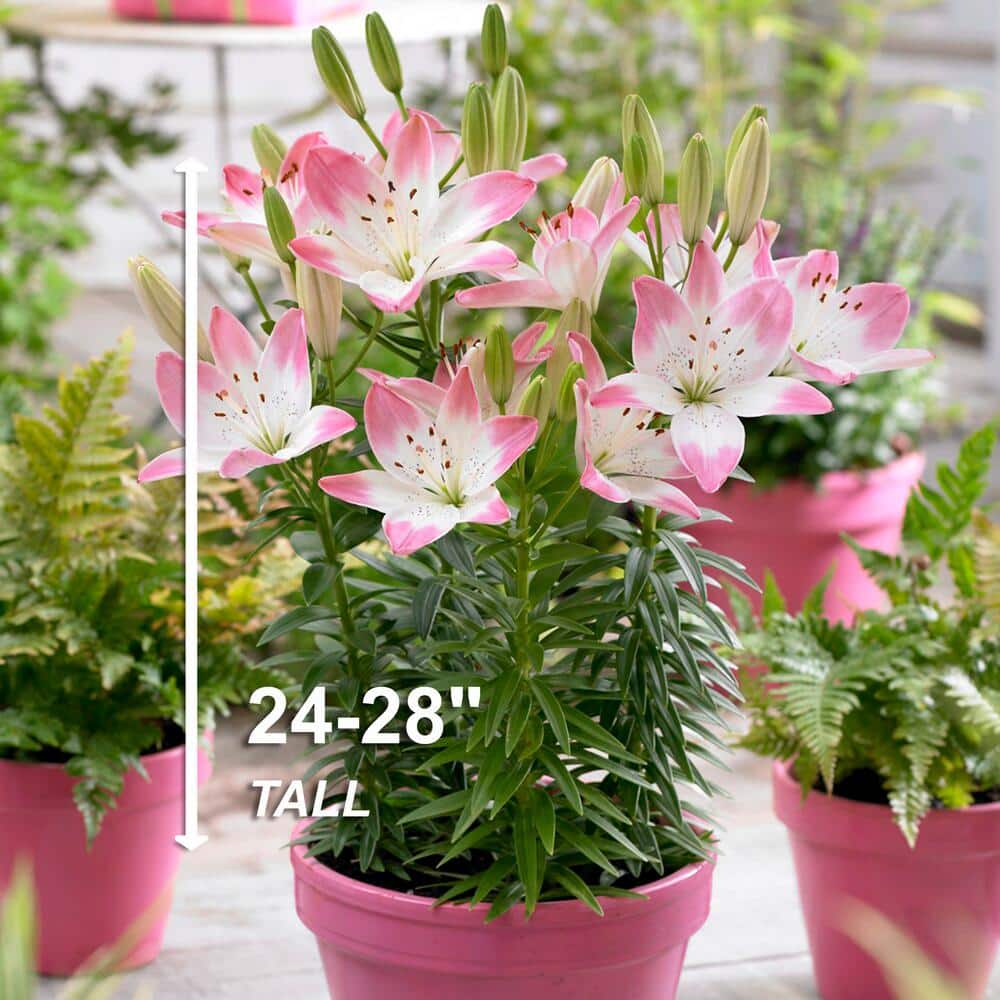 14/16 Cm, Sugar Love Asiatic Lily Flower Bulbs (Bag Of 30)