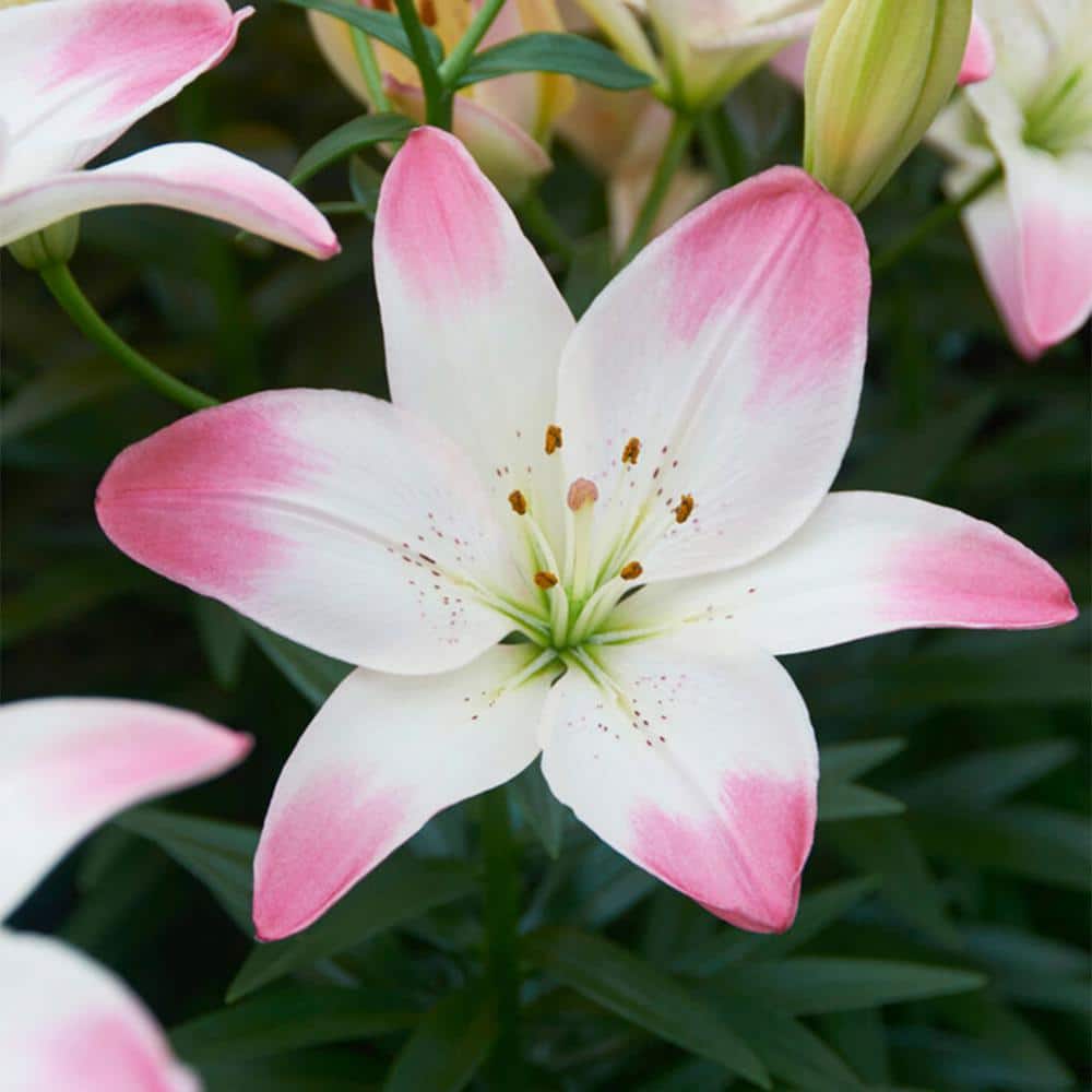  14/16 Cm, Sugar Love Asiatic Lily Flower Bulbs (Bag Of 30)
