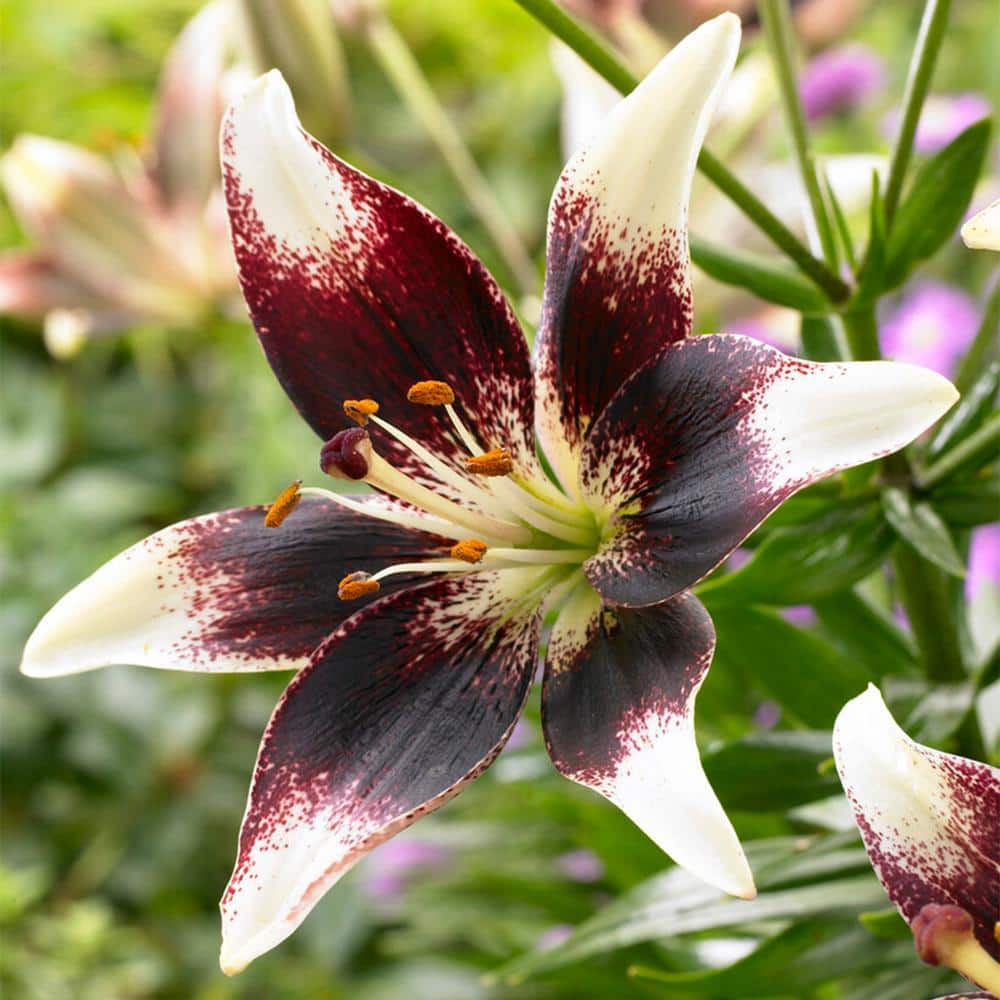  14 Cm/16 Cm, Netty's Pride Asiatic Lily Flower Bulbs (Bag Of 10)