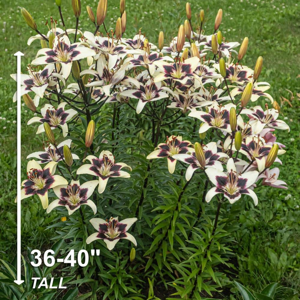  14/16 Cm, Netty's Pride Asiatic Lily Flower Bulbs (Bag Of 30)