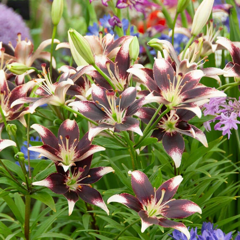  14/16 Cm, Netty's Pride Asiatic Lily Flower Bulbs (Bag Of 30)