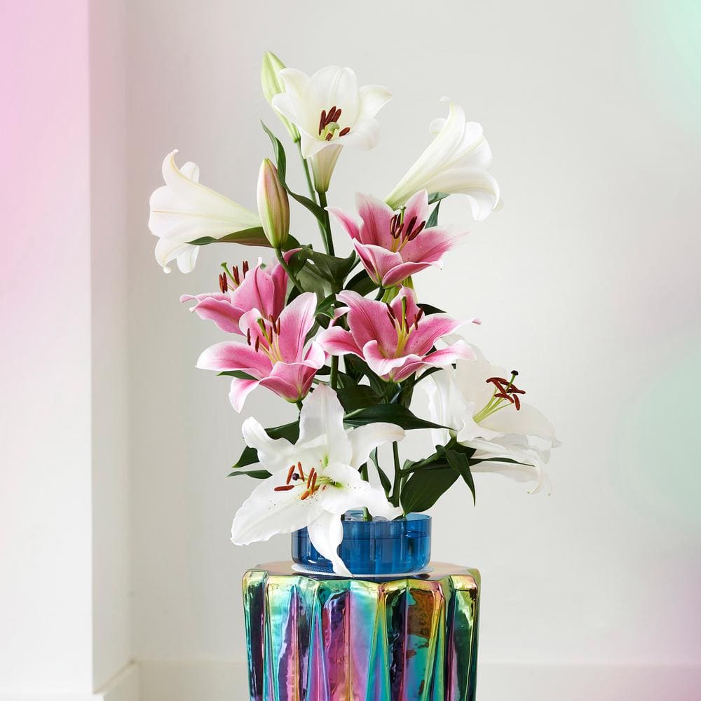  16 Cm/18 Cm, Lake Carey Oriental Lily Flower Bulbs (Bag Of 10)