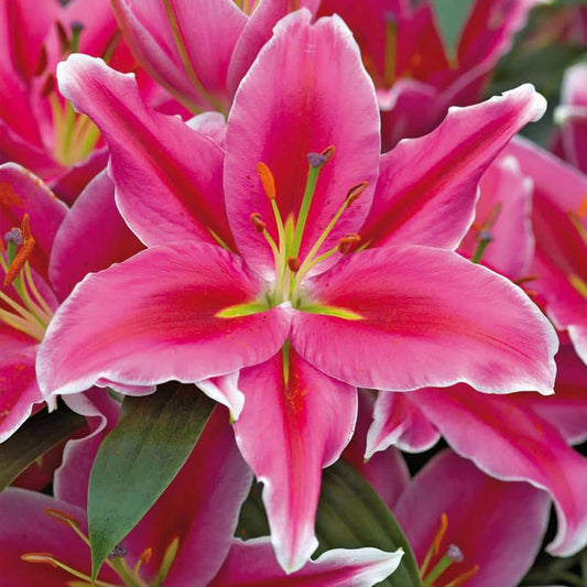  16/18 Cm, Lake Carey Oriental Lily Flower Bulbs (Bag Of 20)