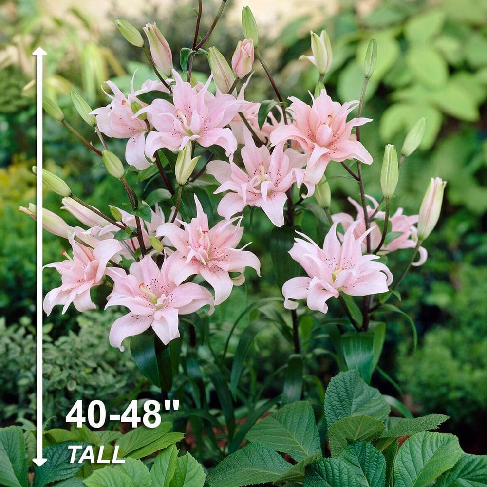  14 Cm/16 Cm, Double Elodie Asiatic Lily Flower Bulbs (Bag Of 10)