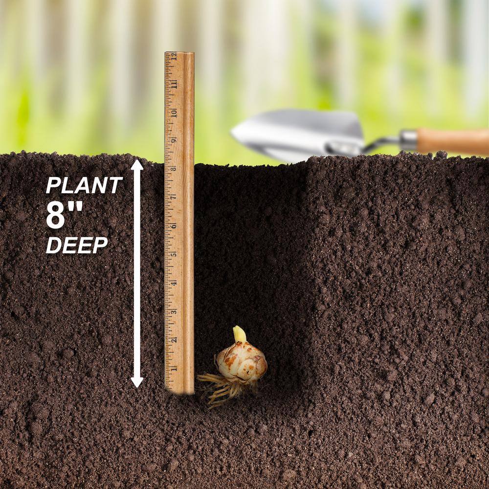  14/16 Cm, Double Elodie Asiatic Lily Flower Bulbs (Bag Of 20)