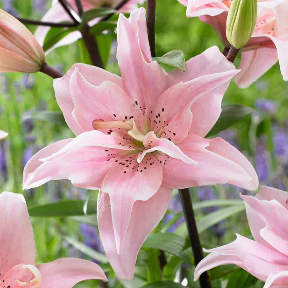  14/16 Cm, Double Elodie Asiatic Lily Flower Bulbs (Bag Of 20)