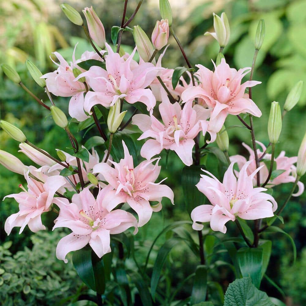  14/16 Cm, Double Elodie Asiatic Lily Flower Bulbs (Bag Of 30)