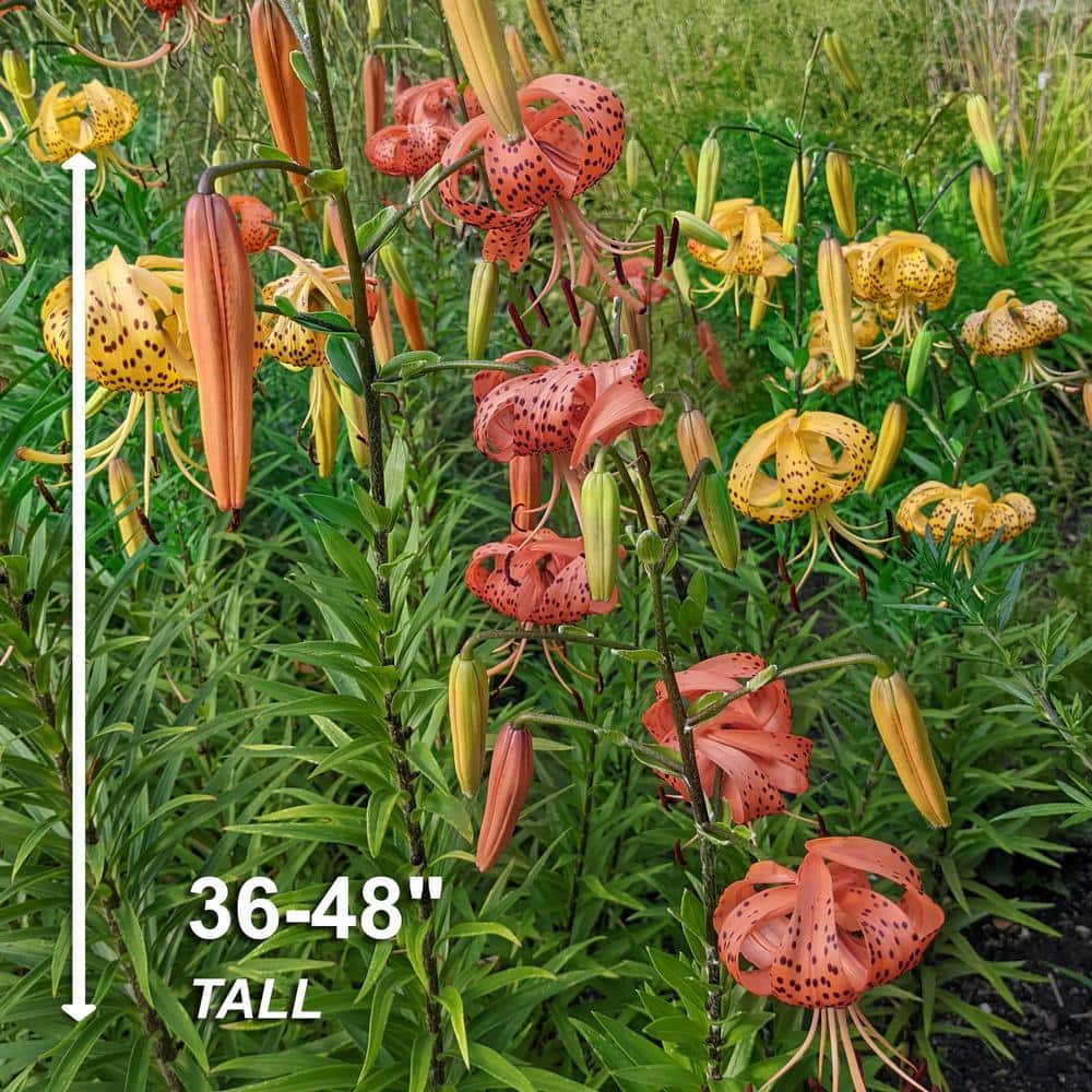  14 Cm/16 Cm, Twinkle Tiger Lily Mixed Flower Bulbs (Bag Of 10)