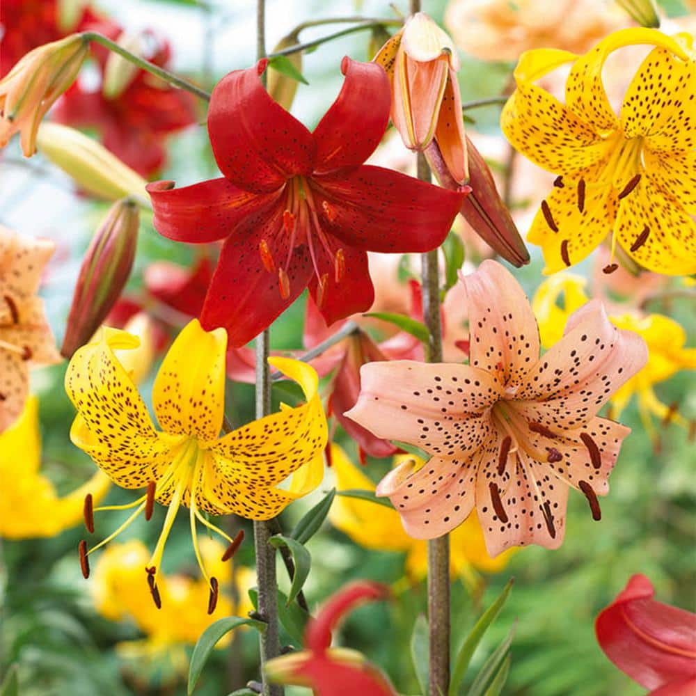  14 Cm/16 Cm, Twinkle Tiger Lily Mixed Flower Bulbs (Bag Of 10)