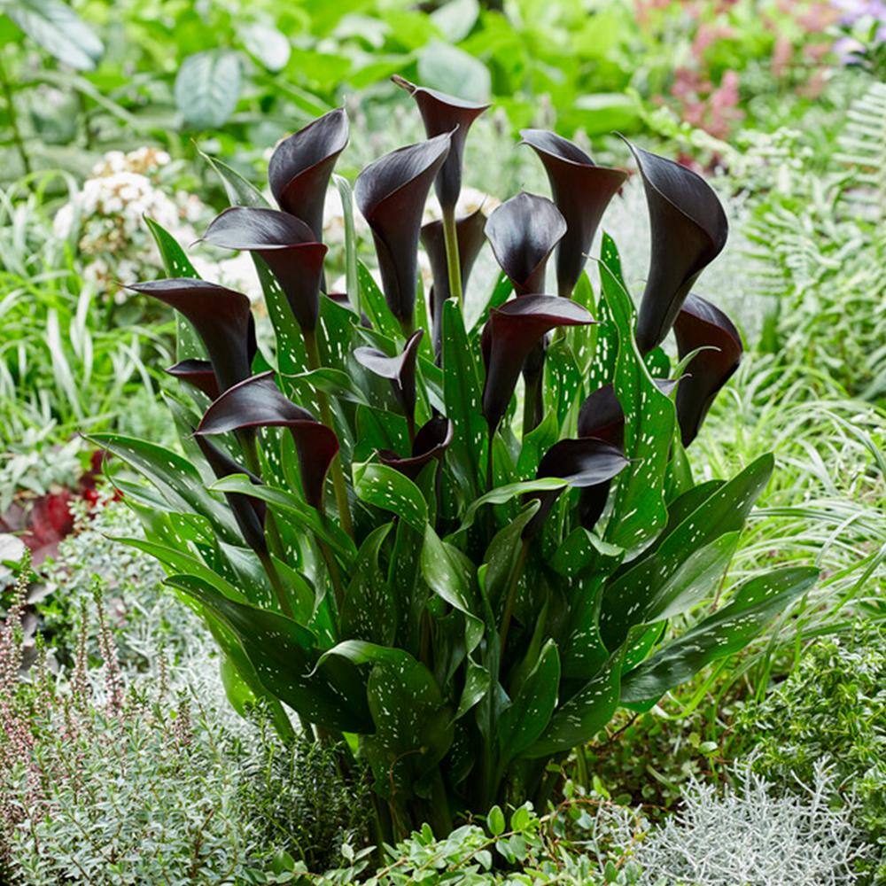  14 Cm/16 Cm, Black Escape Calla Lily Flower Bulbs (Bag Of 5)