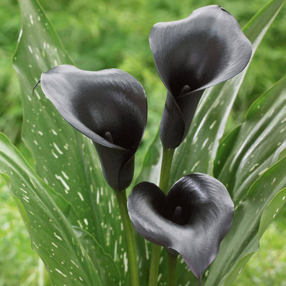  14 Cm/16 Cm, Black Escape Calla Lily Flower Bulbs (Bag Of 5)