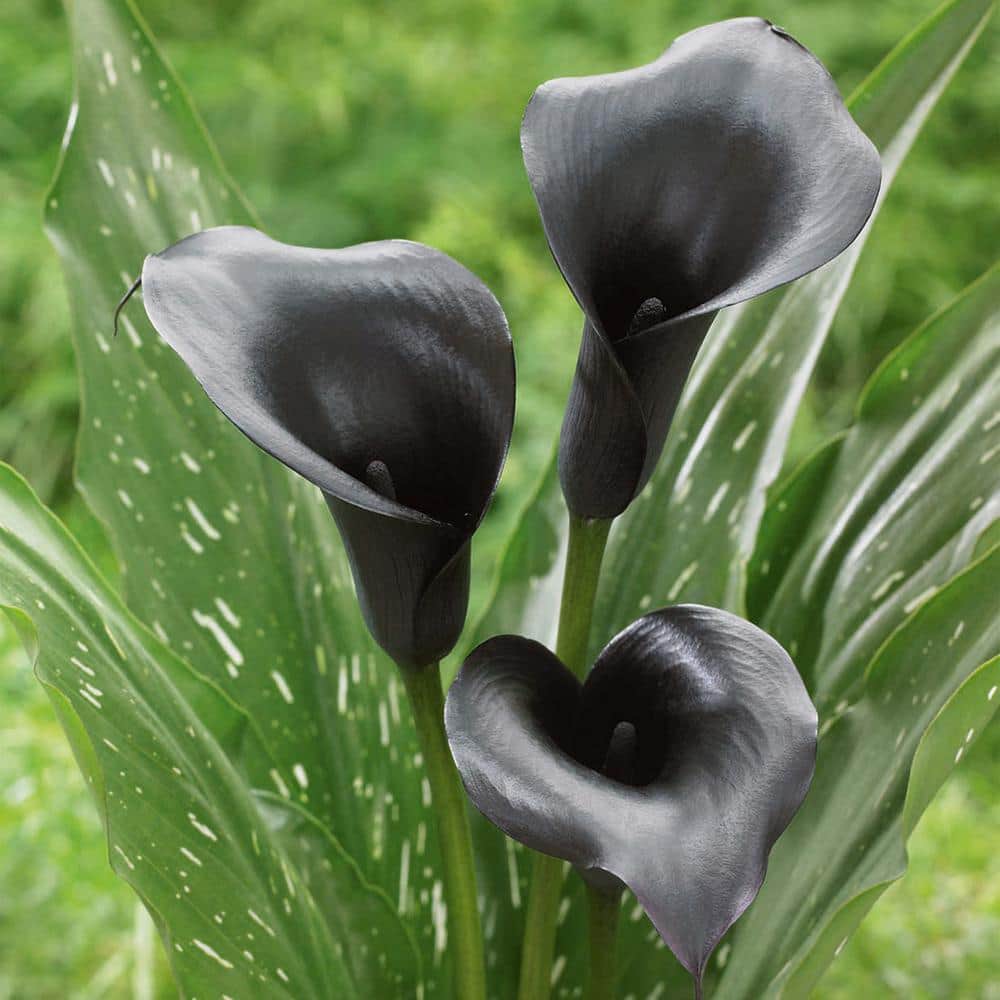  14/16 Cm, Black Escape Calla Lily Flower Bulbs (Bag Of 10)