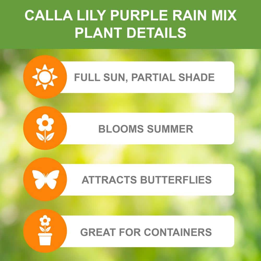  14/+cm, Purple Rain Mixed Calla Lily Flower Bulbs (Bag Of 5)