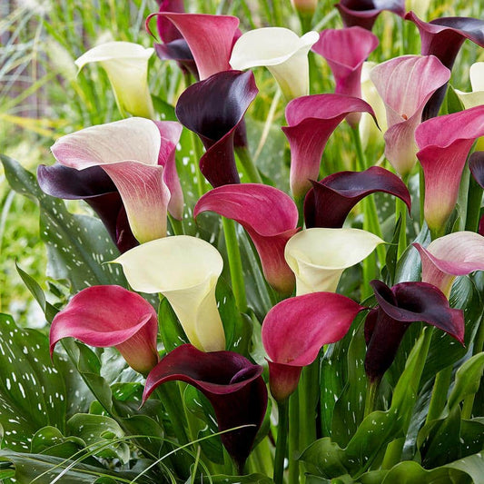  14/Plus Cm, Purple Rain Mixed Calla Lily Flower Bulbs (Bag Of 10)