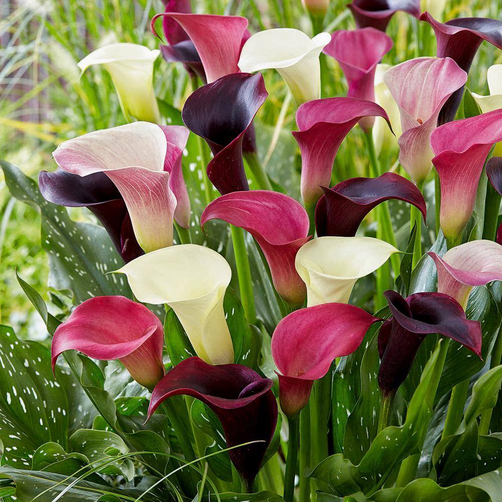 14/Plus Cm, Purple Rain Mixed Calla Lily Flower Bulbs (Bag Of 15)