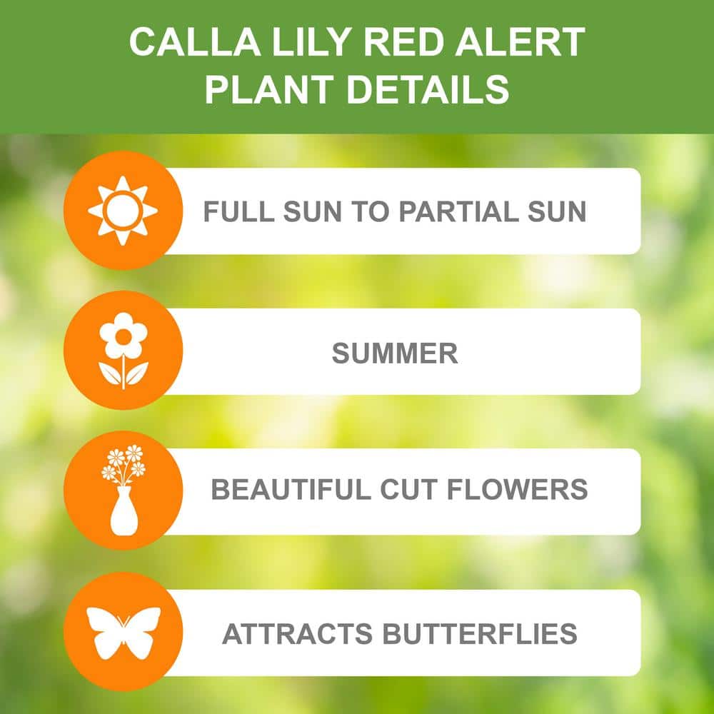  12/14 Cm, Red Alert Calla Lily Flower Bulbs (Bag Of 15)