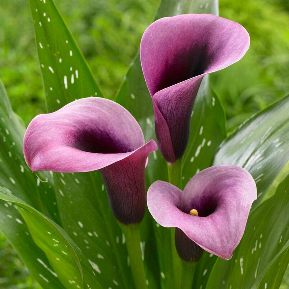  14 Cm/16 Cm, Purple Accent Calla Lily Flower Bulbs (Bag Of 5)