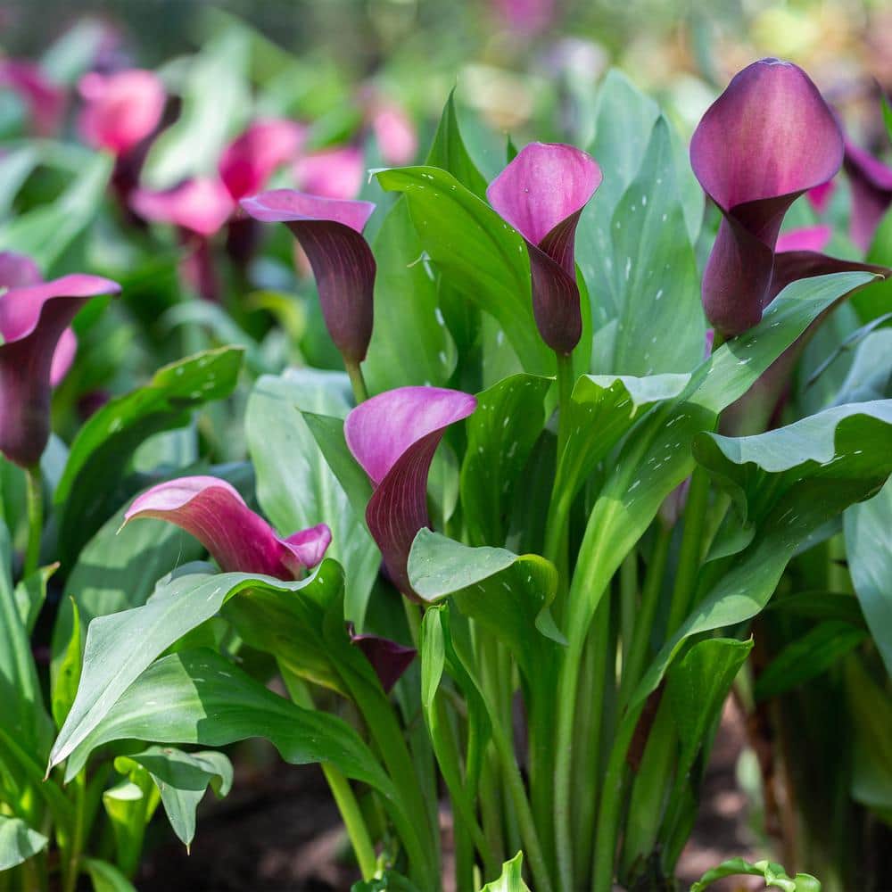  14/16 Cm, Purple Accent Calla Lily Flower Bulbs (Bag Of 10)