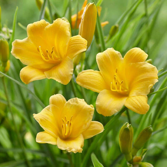  1-Year, Yellow, Stella D'oro Daylily Flower Bulbs (Bag Of 30)