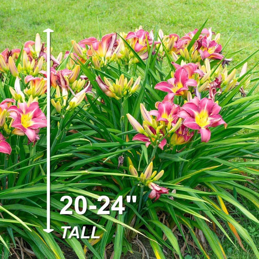  1-Year, Matrousjka Daylily Flower Bulbs (Bag Of 30)