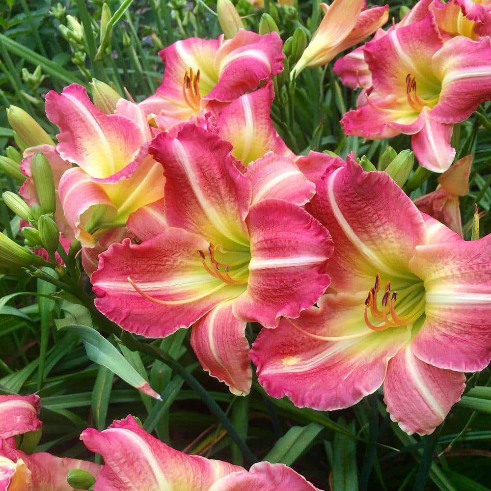  1-Year, Matrousjka Daylily Flower Bulbs (Bag Of 30)