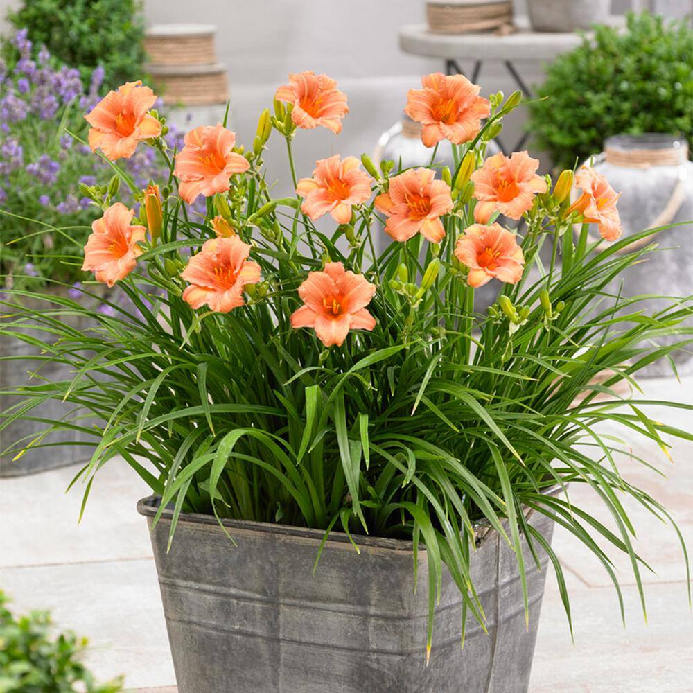  1-Year, EveryDaylily Pink Wing Daylily Flower Bulbs (Bag Of 10)