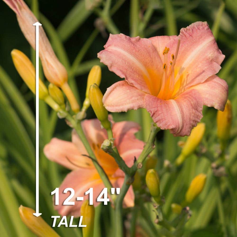  1-Year, EveryDaylily Pink Wing Daylily Flower Bulbs (Bag Of 10)