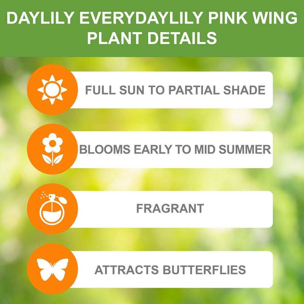  1-Year, EveryDaylily Pink Wing Daylily Flower Bulbs (Bag Of 10)