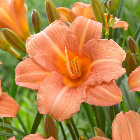  1-Year, EveryDaylily Pink Wing Daylily Flower Bulbs (Bag Of 30)