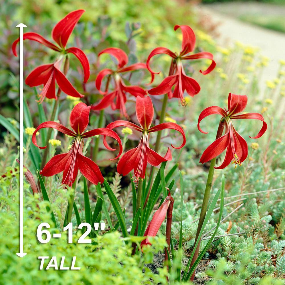  16 Cm/18 Cm, Aztec Lily Sprekelia Flower Bulbs (Bag Of 5)