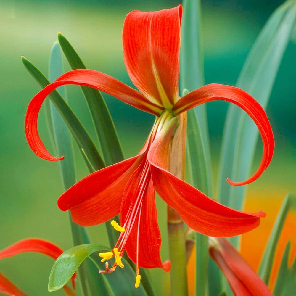  16 Cm/18 Cm, Aztec Lily Sprekelia Flower Bulbs (Bag Of 5)