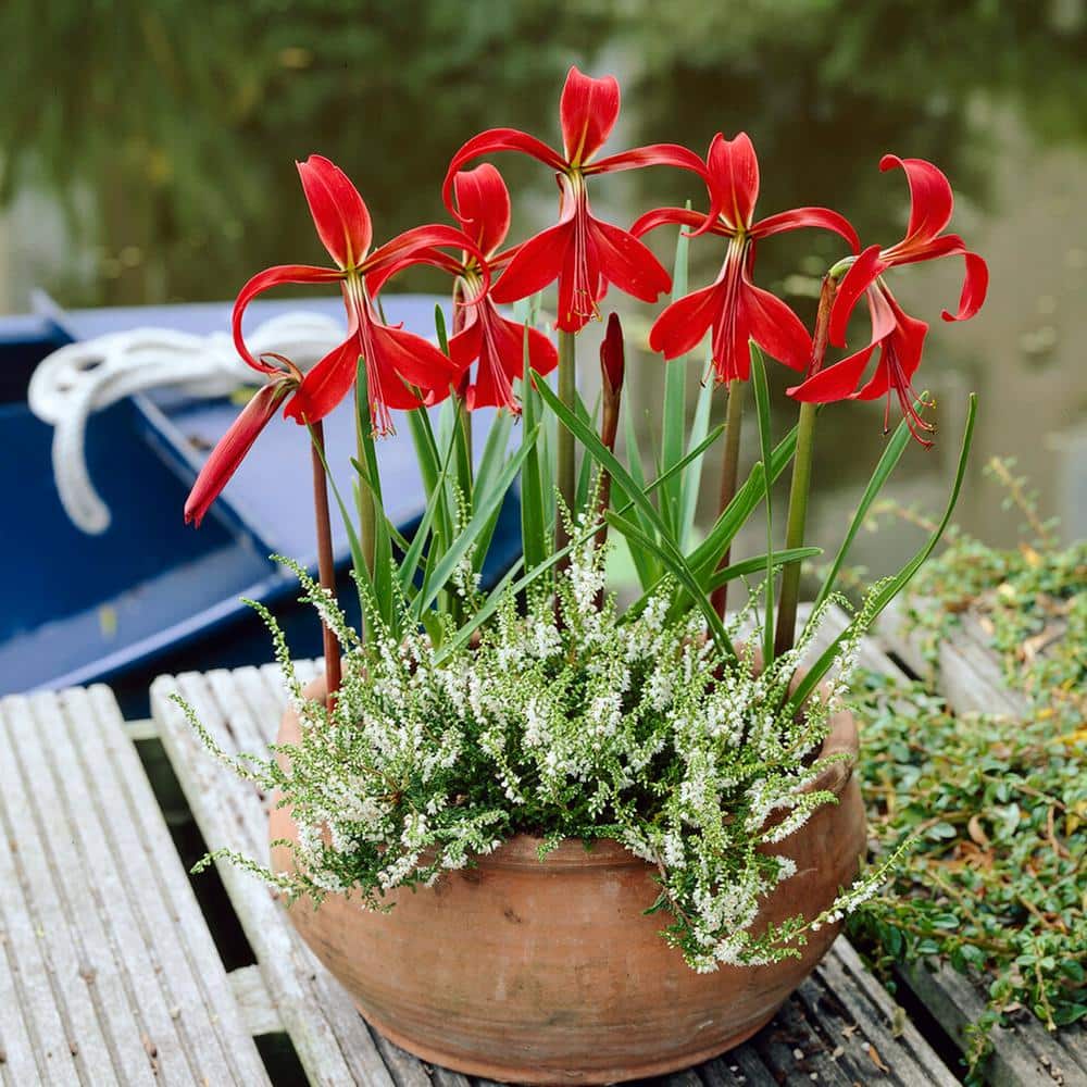  16 Cm/18 Cm, Aztec Lily Sprekelia Flower Bulbs (Bag Of 5)
