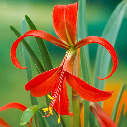  16/18 Cm, Aztec Lily Sprekelia Flower Bulbs (Bag Of 10)