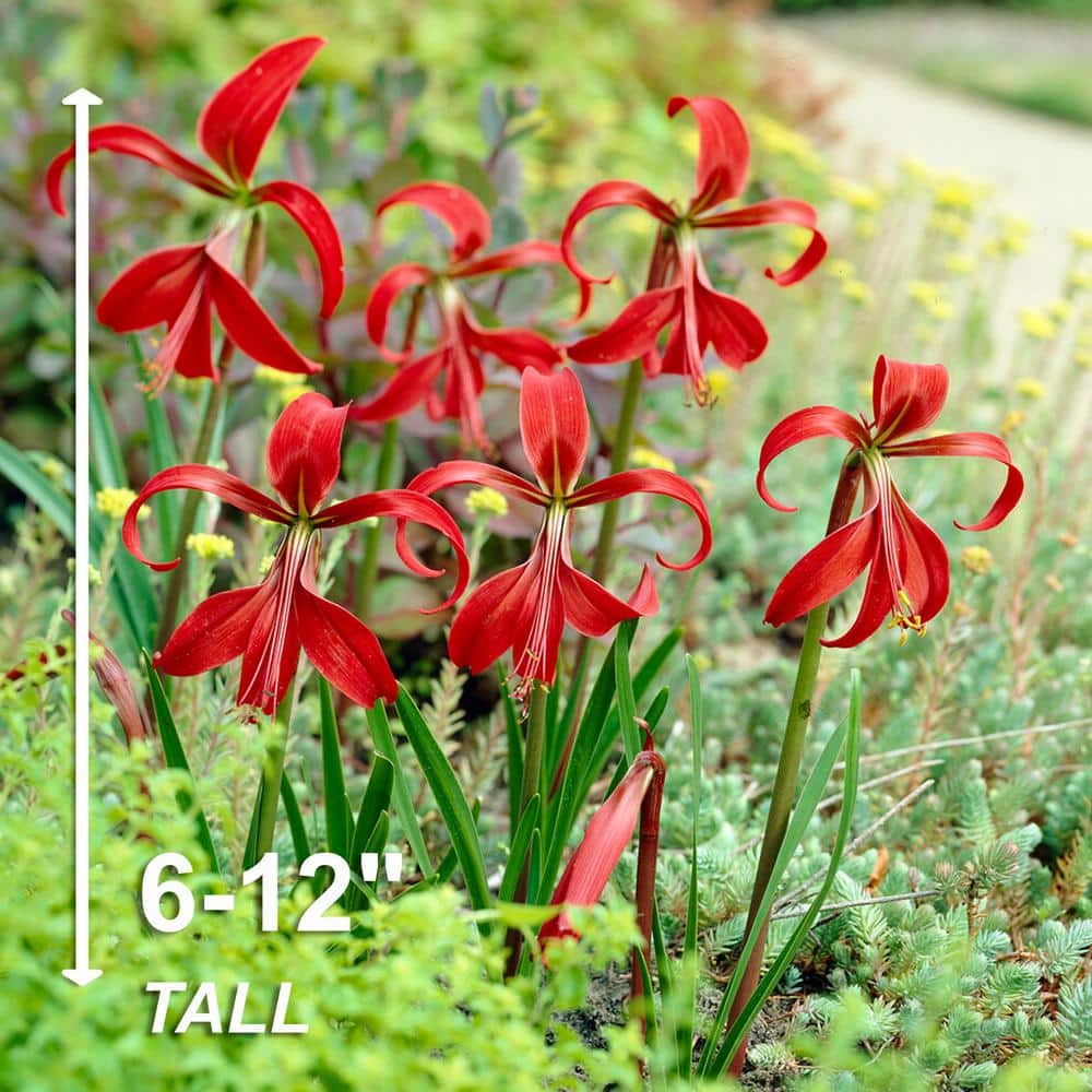  16/18 Cm, Aztec Lily Sprekelia Flower Bulbs (Bag Of 15)